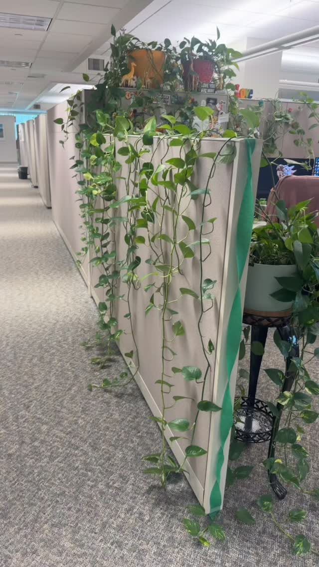 14 Office Decorating Ideas for Work to Refresh Your Space 1 Green trailing plants draped over the top of beige office cubicle walls.